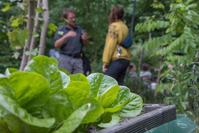 In einem Garten: Im Vordergrund fetter Salat, im Hintergrund unscharf Personen