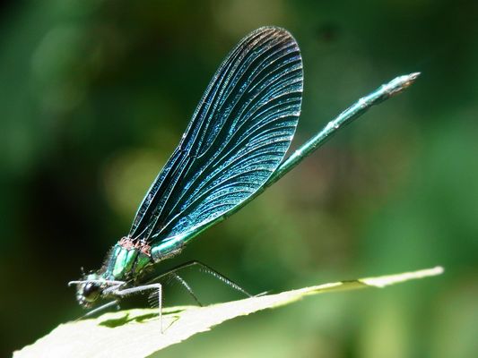 Blaue Libelle sitzt auf Blatt
