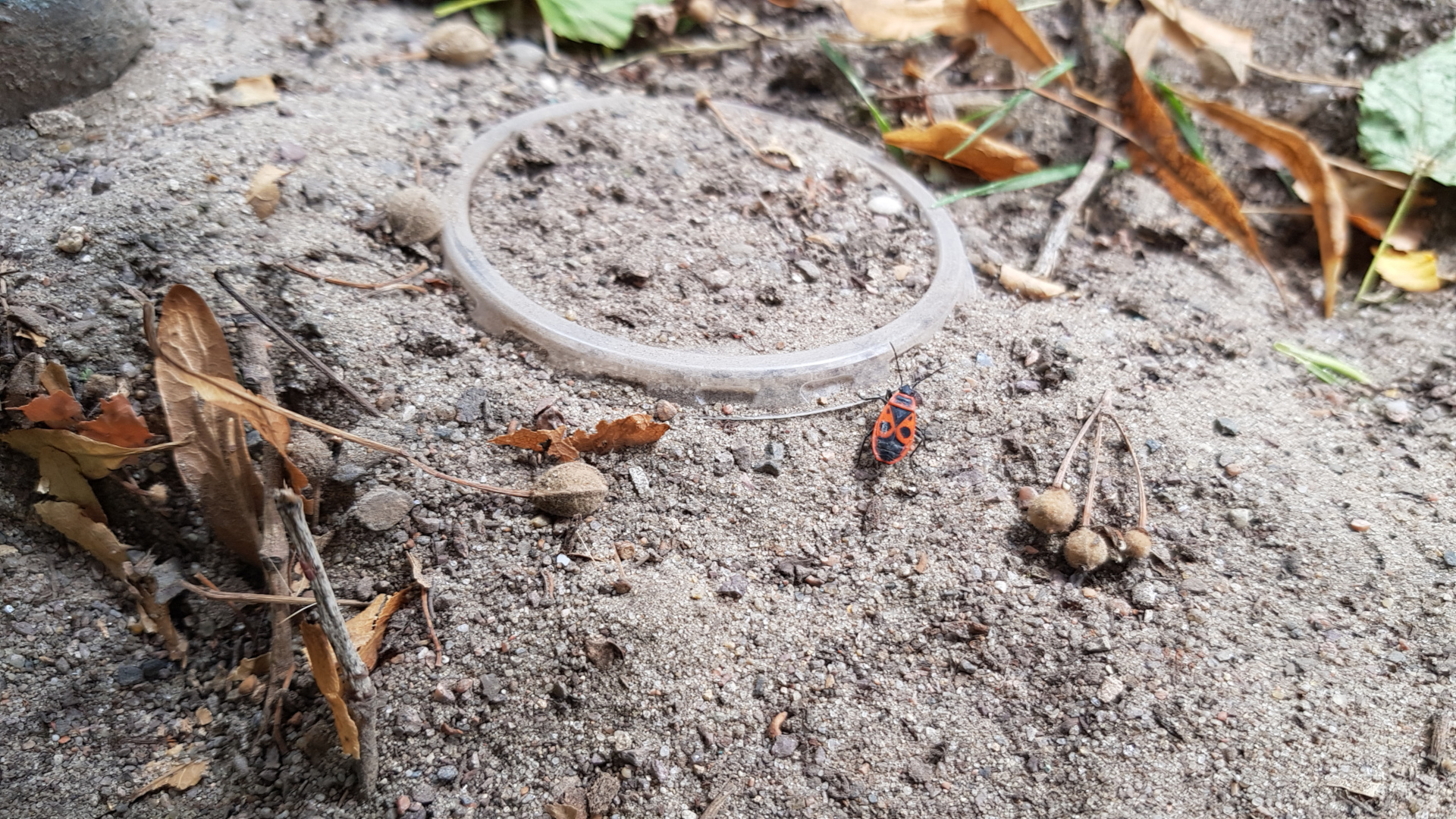 Käfer bei Plastikring auf Boden