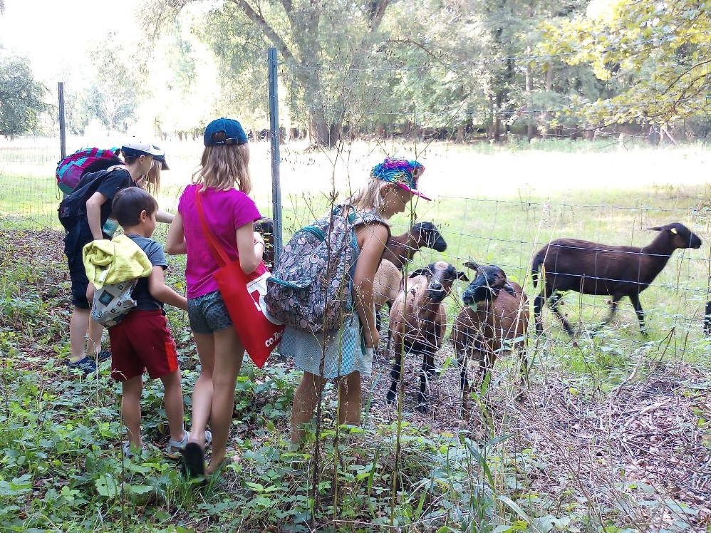 Kinder treffen Schafe hinterm Zaun