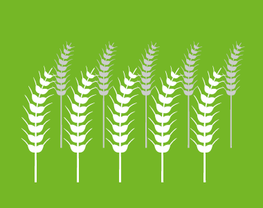 Getreide Grafik vor grünem Hintergrund