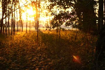 Sonnenuntergang im Wald