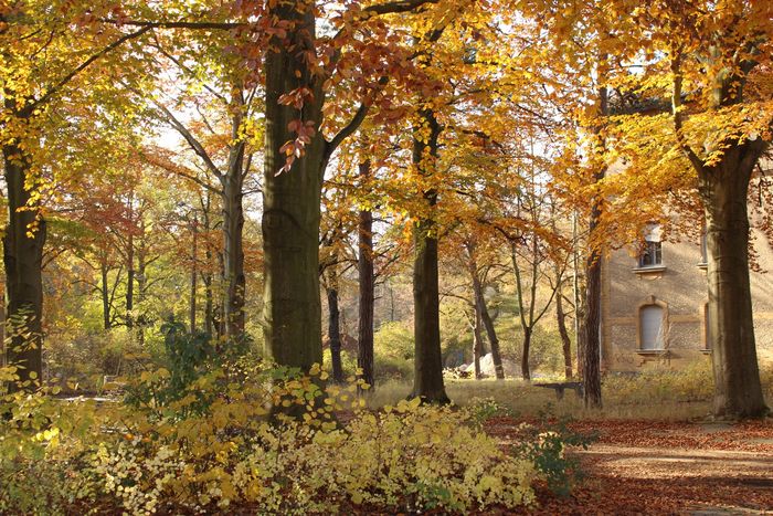 Haus und Herbstbäume in Doesen