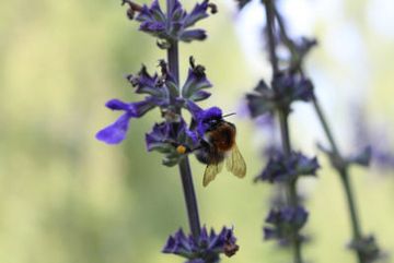 Hummel an Salbeiblüte