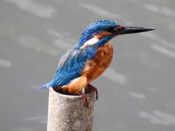 Eisvogel