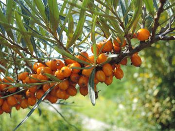 Sanddornbeeren am Zweig