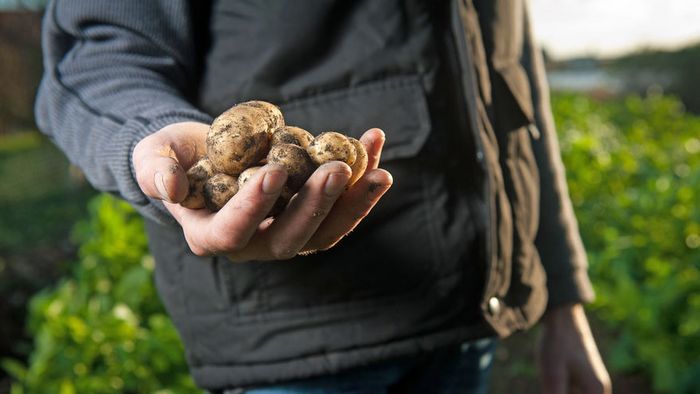 Kartoffeln in der Hand des Landwirts, grünes Feld im Hintergrund, darüber Abendsonne.