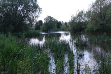 Teich, Bäume spiegeln sich im Wasser