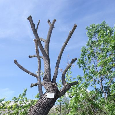 vertrockneter Baum