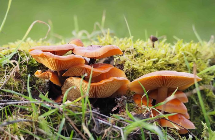 mehrere rötlich gefärbte Lamellenpilze, umringt von Moos und Grashalmen
