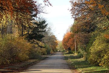 Weg zwischen Bäumen im Herbst