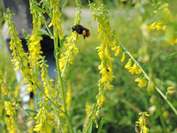 Hummel