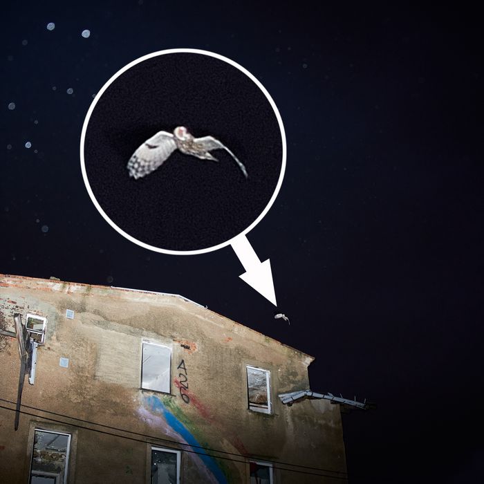 Waldkauz fliegt in der Nacht