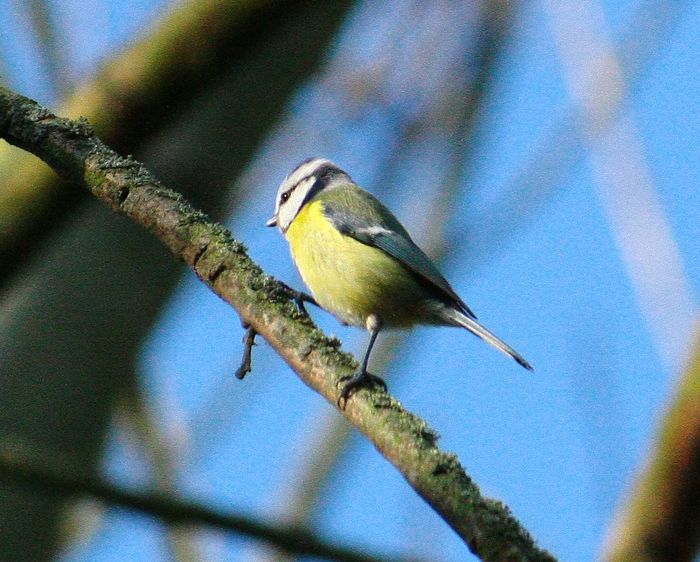 Blaumeise auf Ast vor blauem Himmel