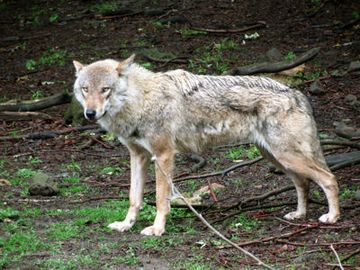 Wolf im Wald