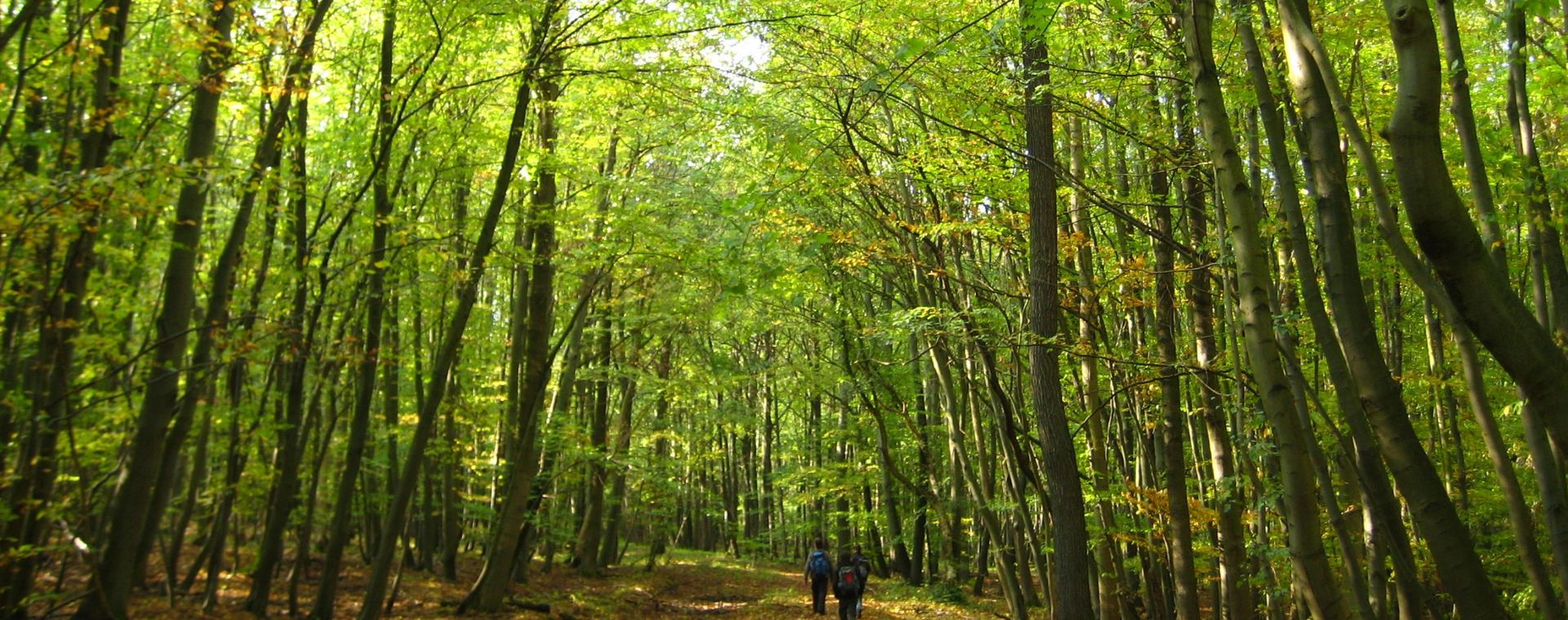 zwei Wanderer im Wald des Nationalpark Hainich
