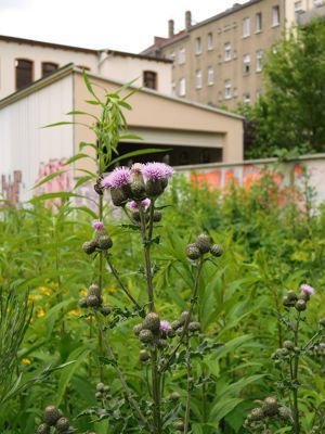 Distel auf einer Brachfläche