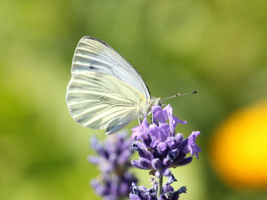 Schmetterling an Lavendelblüte