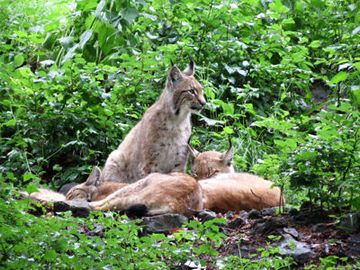 Luchse im Wald