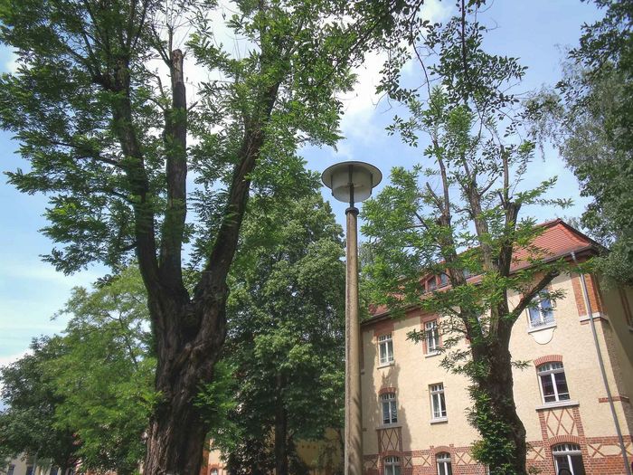 Trockene Bäume im heißen Sonnenlicht