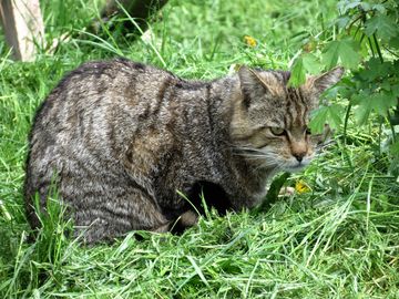 Wildkatze im Gras