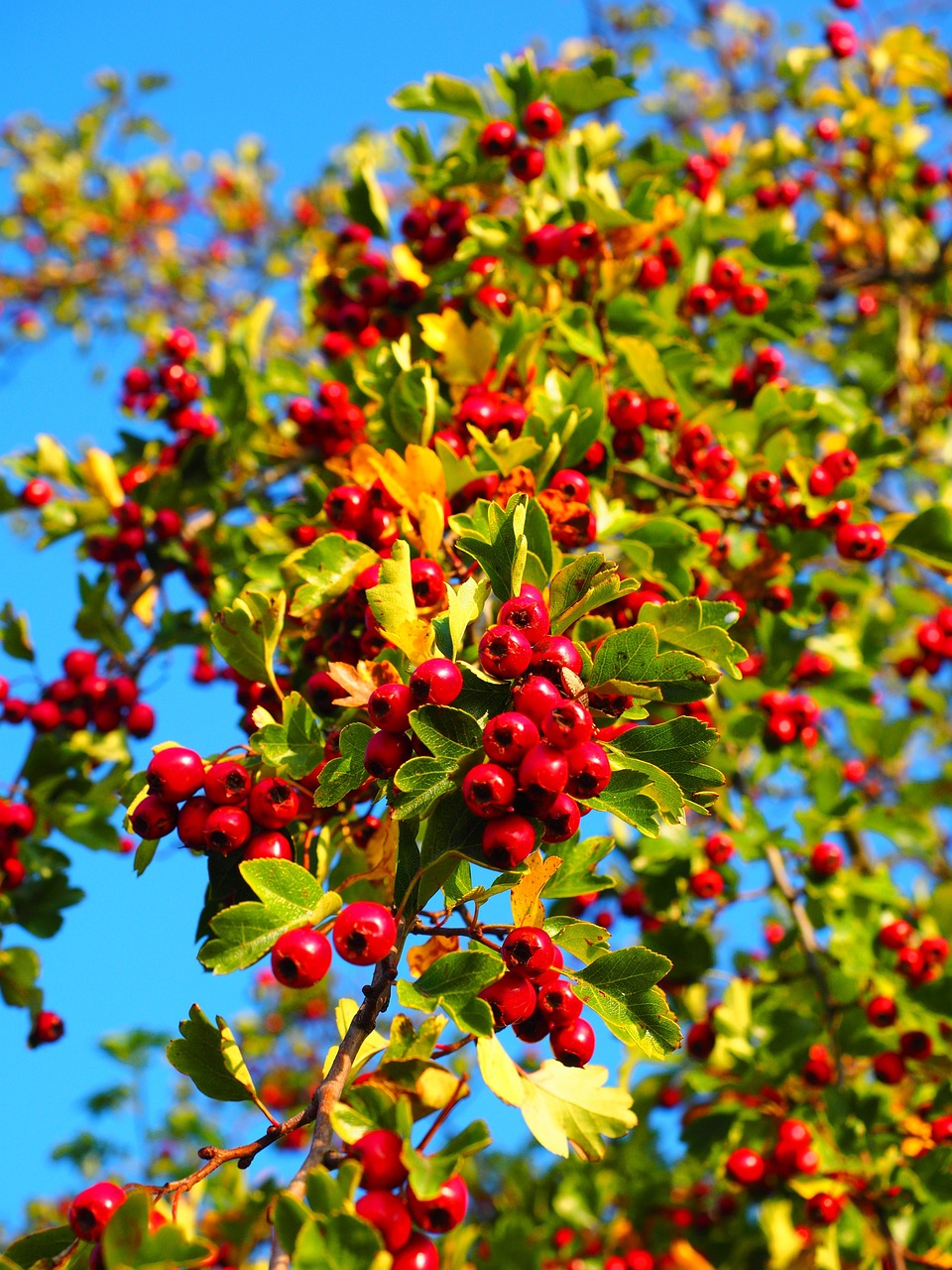 Crataegus Monogyna