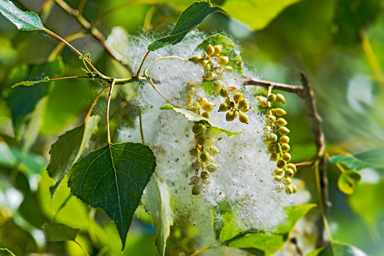 Populus nigra