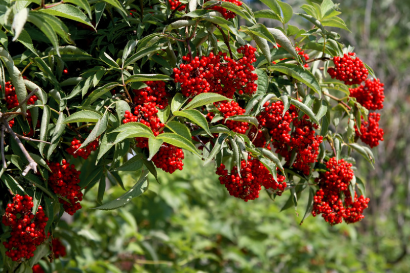 Sambucus nigra