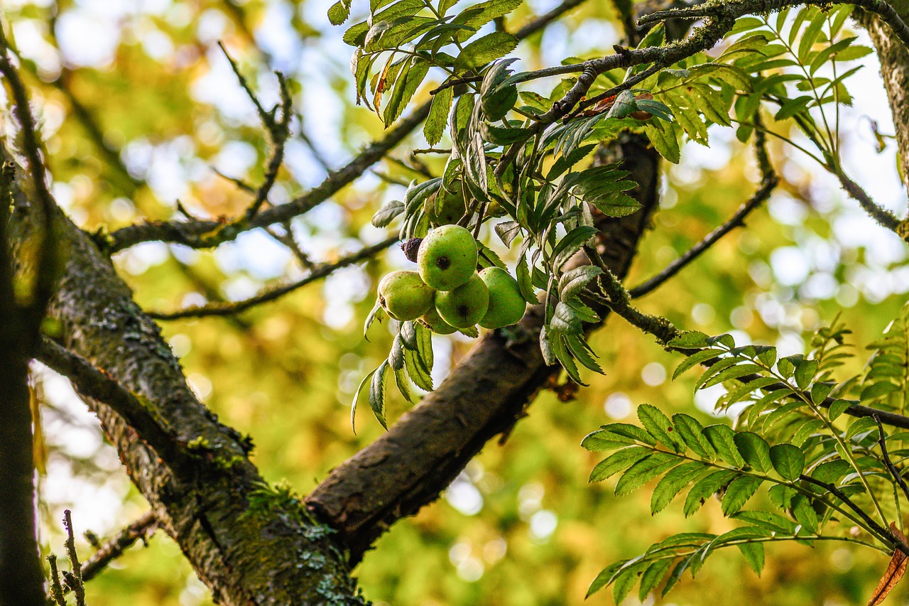 Sorbus domestika
