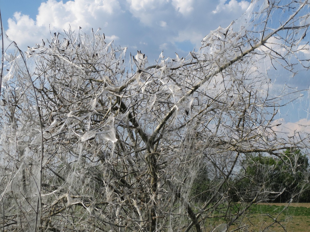 Euonymus europaeus