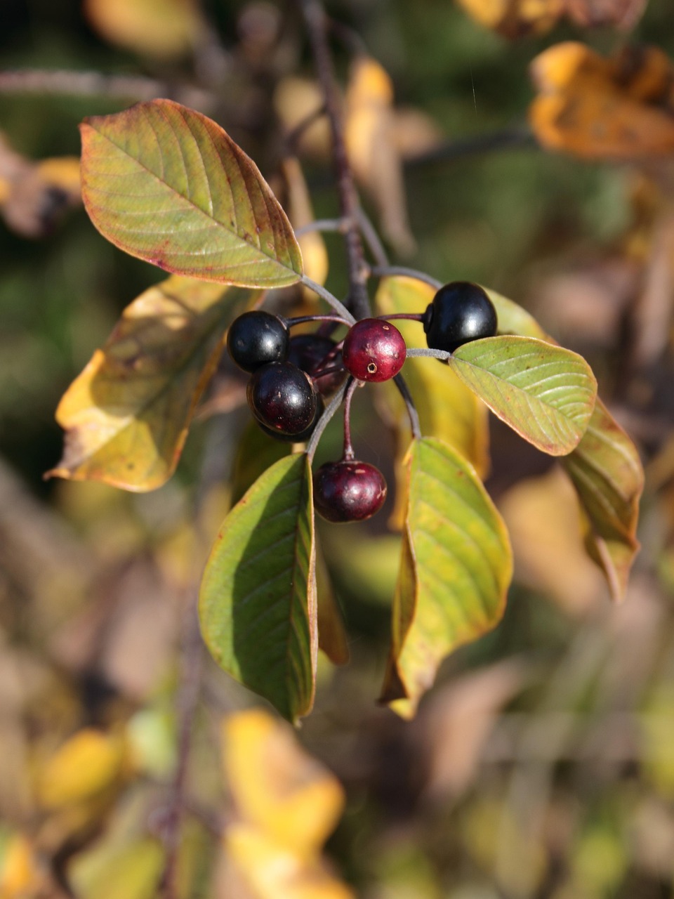Rhamnus frangula
