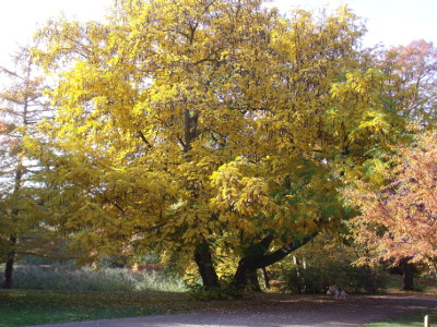 Parkbaum im mit gelbem Laub