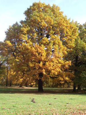 Herbstbaum im Park