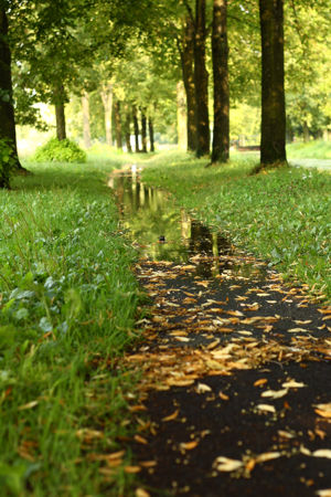 Baumallee mit Weg, Pfütze in der sich Bäume spiegeln