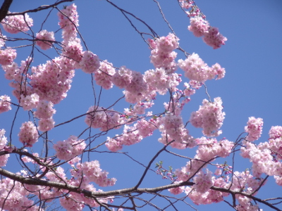 rosa Frühlingsblüten am Baum vor blauem Himmel