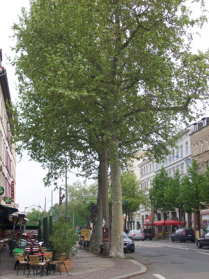 Stadtbäume am Straßenrand