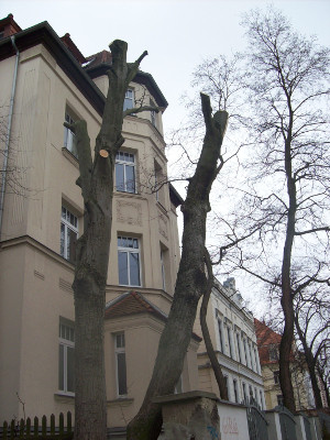 gekappter Baum vor einem Haus