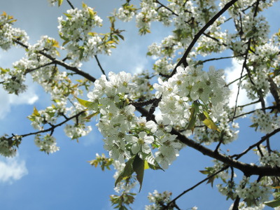 weiße Kirschblüten vor blauem Himmel