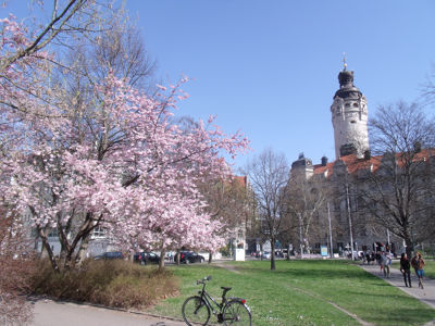 Baum mit rosa Blüten, im Hintergrund Wiese und Neues Rathaus in Leipzig