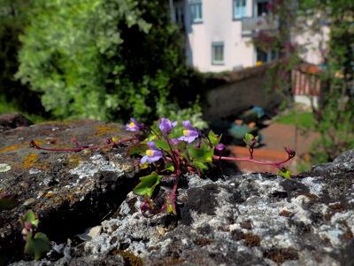 kleine Blume zwischen Mauersteinen