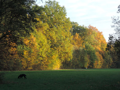 Hund auf Parkwiese, dahinter Herbstbäume