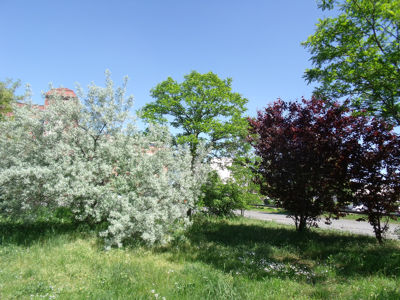 Sträucher und Bäume, weiße Blüten, rotes Laub 