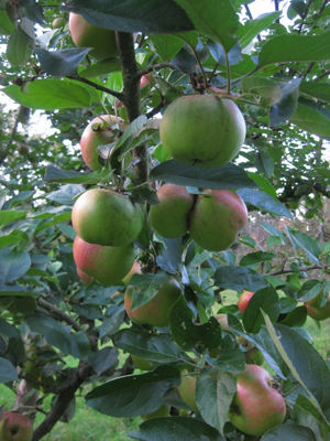 Äpfel am Baum 