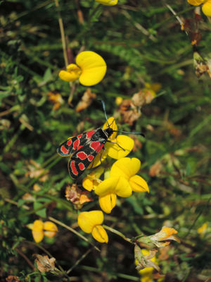Blutströpfchen (Käfer) auf gelber Blüte