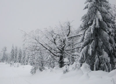 Schneelandschaft, beschneite Bäume